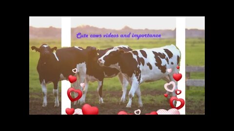 Cute cow video, Cows cute video, #uses of cow#