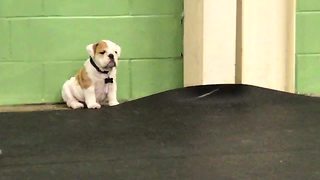 Introvert Puppy Sits All Alone, Sulking At The Corner Of A Playground