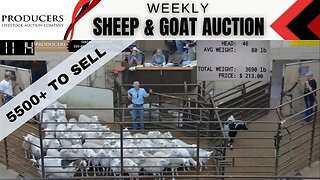 5/16/2023 - Producers Livestock Auction Company Sheep & Goat Auction