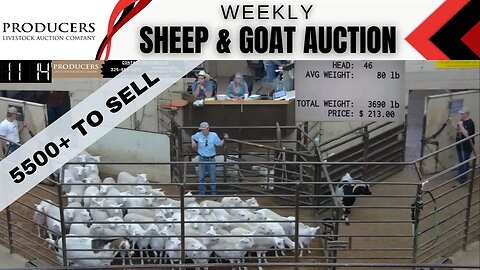 5/16/2023 - Producers Livestock Auction Company Sheep & Goat Auction