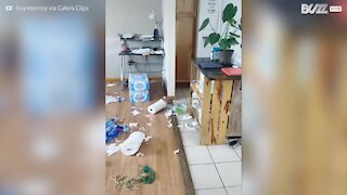 Un chien surpris en plein carnage dans la maison