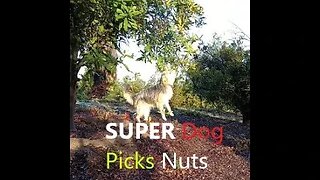 Female Australian Shepherd PICKS Macadamia Nuts In Slow Motion