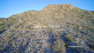 Ajo, AZ Organ Pipe and Saguaro Cactus