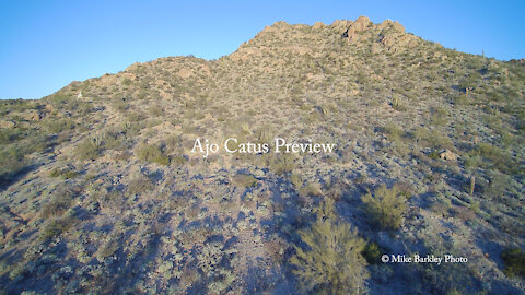 Ajo, AZ Organ Pipe and Saguaro Cactus
