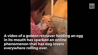 'Egg Challenge' Video: Dog Lovers In Awe of What A Golden Retriever's Jaws Are Capable Of