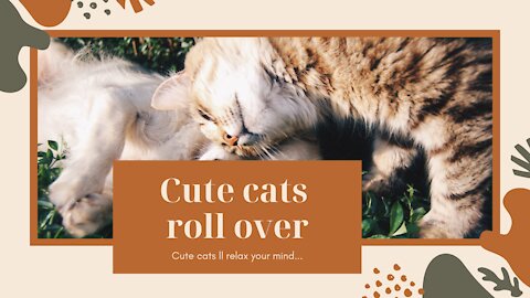 cute cat roll over 2021. Cute Cats Short Videos. Cute cats ll relax your mind