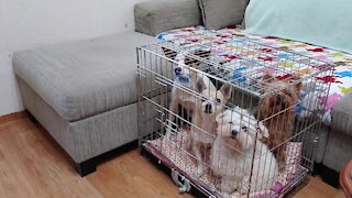 Smart puppies know how to open cage, go inside and close gate behind them