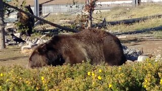 Bear in West Yellowstone