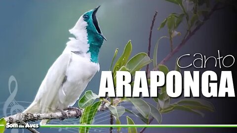 O Canto da ARAPONGA (Bare-throated Bellbird) Espécies Ameaçadas⚠️