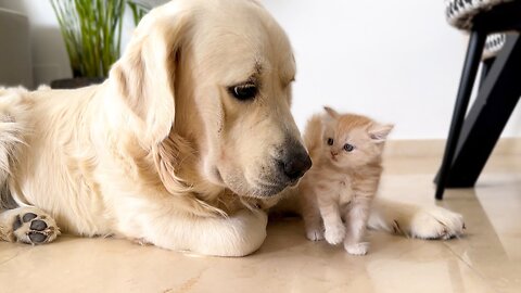 Golden Retrievers and Funny Kittens Video