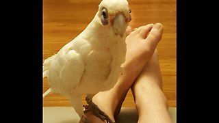 Hilarious Cockatoo Trying to Break Out of Kennel