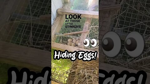 Sneaky Chickens!