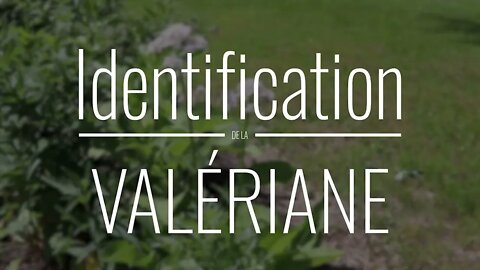 Valériane son identification et ses propriétés: herboristerie, santé, autonomie.