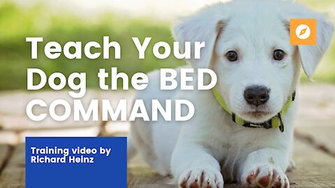 Teach your dog the BED COMMAND!