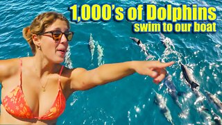 1,000 Dolphins swim to our boat!