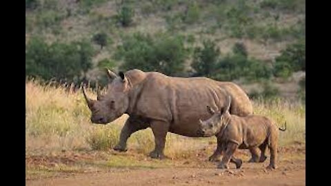 Baby Rhino Charging - FUNNIEST