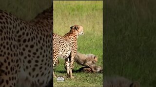 Cheetah Cubs Play | Saturday #shorts