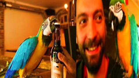 Amazing Parrot Jack can open beer bottles with his beak - Monkey Animals 079