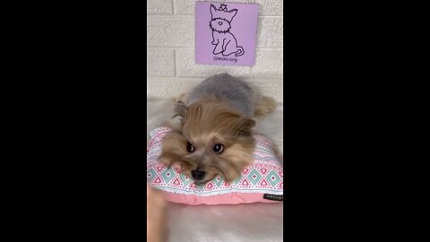 Funny Animal Videos 2023 - Funniest Animals - Cute Dog Hair Clip Video