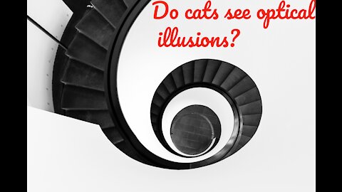 Do cats see optical illusions?
