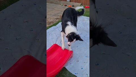 Mylo playing with the water slide