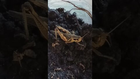 A RED-LEGGED GRASSHOPPER LAYING EGGS (10/27/23)