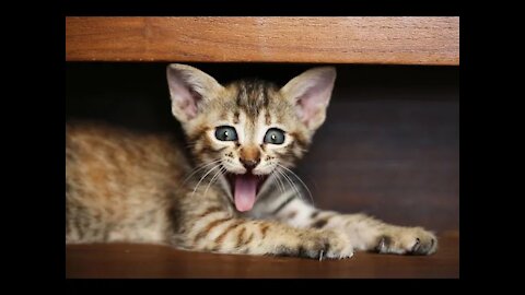 Funny Cat Video Collection