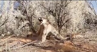 Mountain Lion Caught In A Trap - Carbon County
