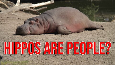 US Courts: Hippos Are Persons, Human Babies Are NOT