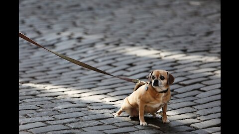 Teach your dog how to walk nice on the leash in 5 minutes