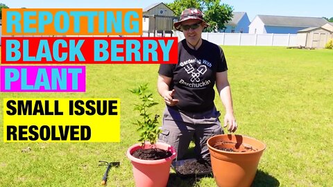 Repotting a black berry plant