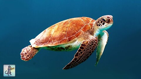GIANT SEA TURTLES • AMAZING CORAL REEF FISH • HOURS of THE BEST RELAX MUSIC