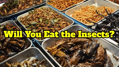 Will You Eat the Insects?