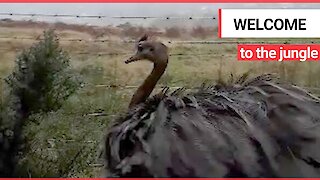 A dog walker was left stunned after seeing this massive RHEA in a forest