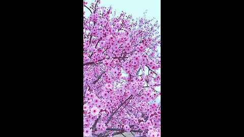 Witnessing the enchantment of cherry blossoms in full bloom 🌸💖 #SpringSplendor Nature