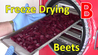Freeze Drying Beets and Rehydrating a Sample