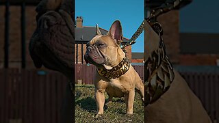 FRENCH BULLDOG READY FOR BREEDING LIVERPOOL UNITED KINGDOM 2 @ant_shotit @alpha_dog_co LUMIX GH6