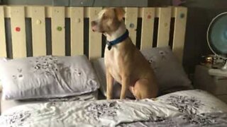 Pit bull hates the shower