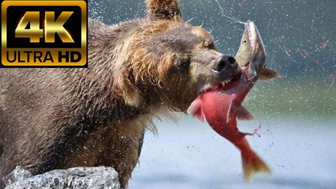 Bear catching salmon