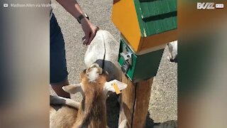 Capra intelligentissima riesce a procacciarsi il cibo manualmente!