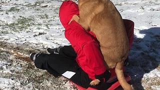 Piggyback Riding Dog Takes Endless Turns On The Sled