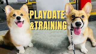 Shinji The Corgi- Playdate and Training