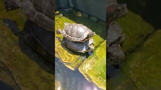 Turtles II cute turtle II #shorts