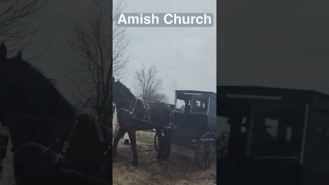 Amish Buggies Loading Up. Horses are ready! #amishbuggyhorse