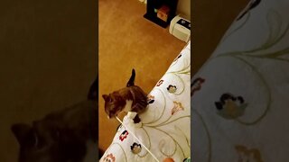 Funny Cat Plays With His Toy