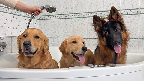 3 Dogs Take a Bath Together for the First Time!
