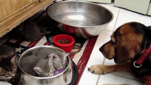 2 Kittens Sleep In Puppy's Food Bowl