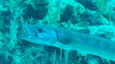 Angry barracuda flashes teeth at diver