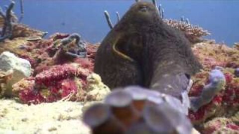Funny animal - Octopus feels out the camera with its tentacles