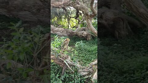 The Grandmother Tree,Te Puru